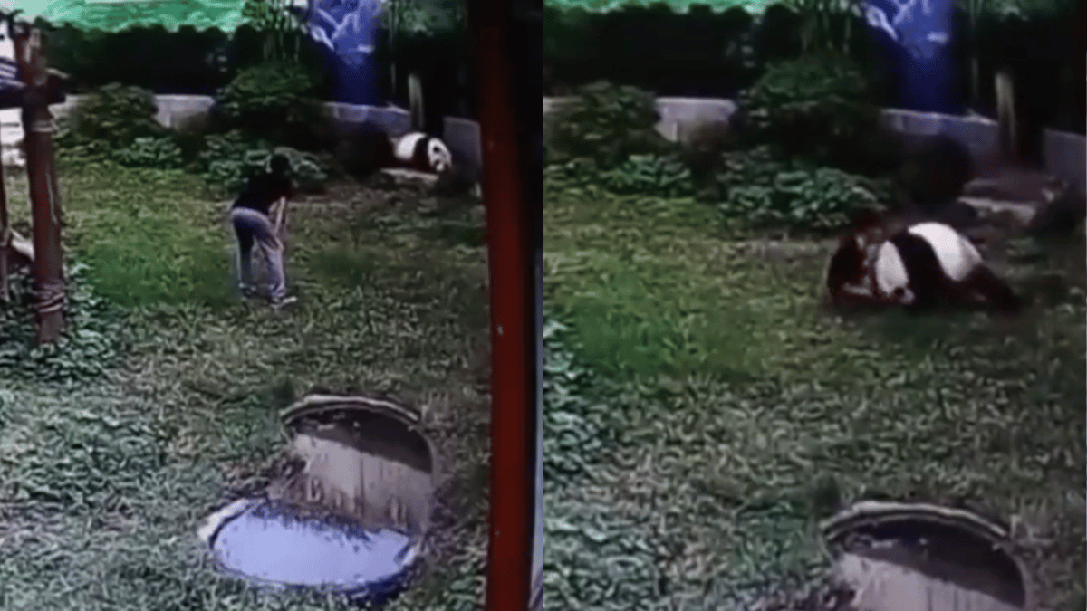 viral-video-man-enters-panda-cage-what-happened-next-turned-into-a-life-lesson-watch