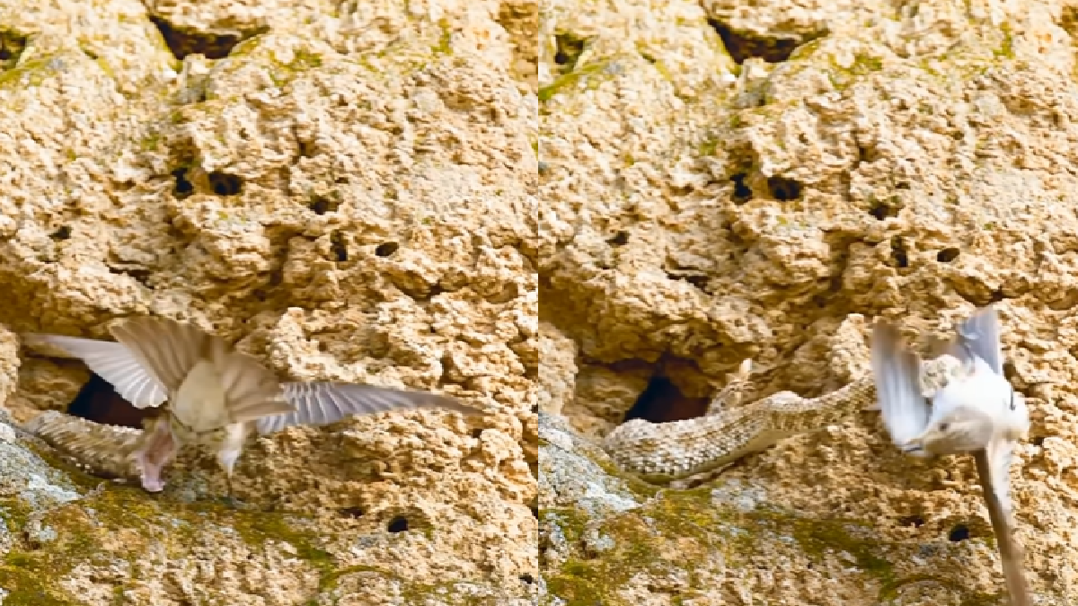 snake-ferocious-attack-on-bird-turns-deadly-in-seconds-viral-video-impresses-internet-watch