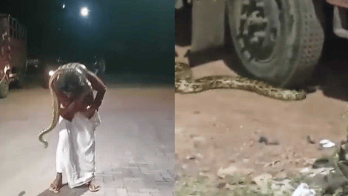 viral-video-giant-python-strangles-drunk-man-in-kerala-bystander-helps-fainted-victim