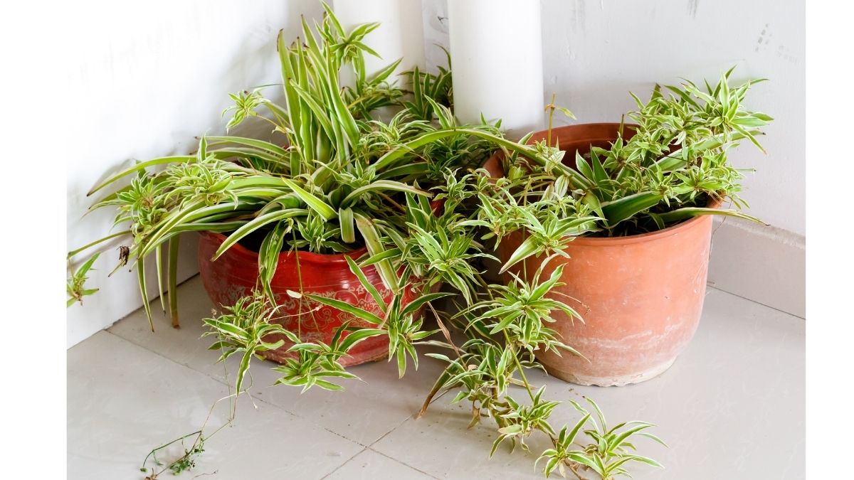 5 Indoor Plants To Keep In Your House For Air Pollution Control Before Winters Begin