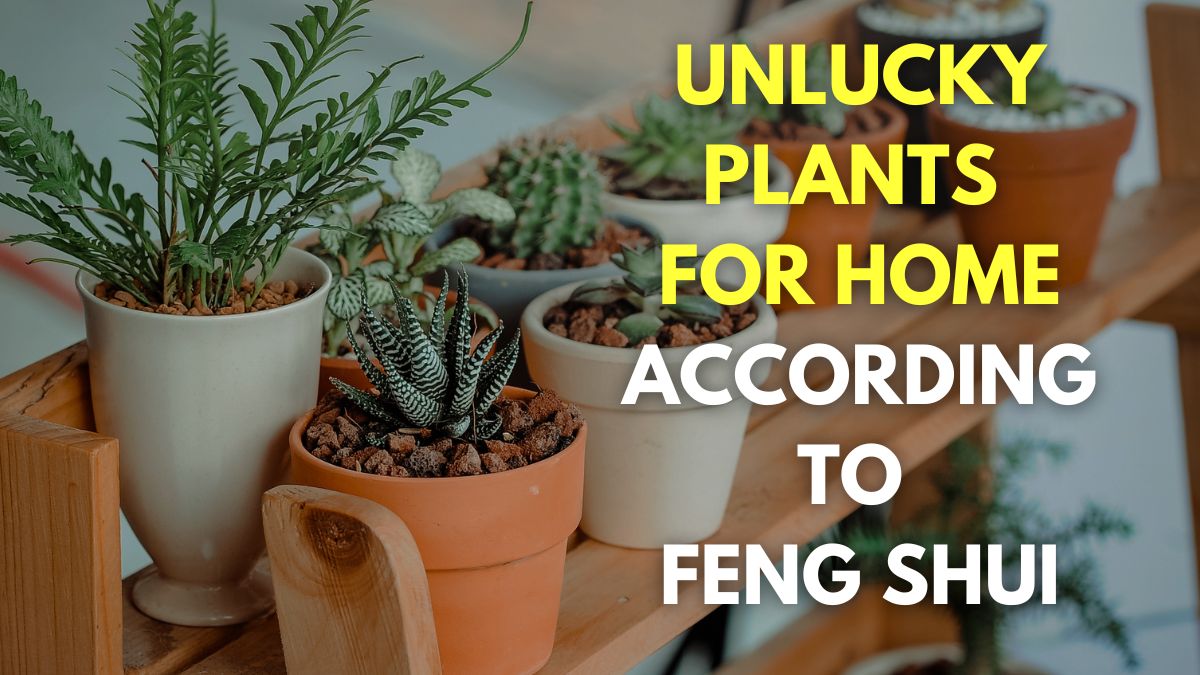 5 Unlucky Plants According To Feng Shui That Bring Misfortune And