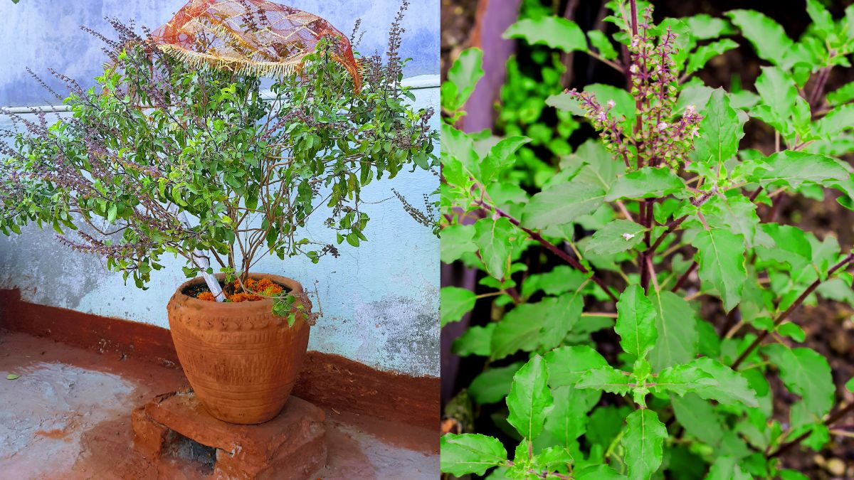 5 Vastu Tips To Keep Tulsi Plant At Home For Inviting Good Fortune