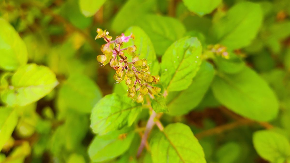 5 Vastu Tips To Keep Tulsi Plant At Home For Inviting Good Fortune And