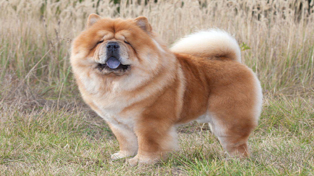 Chow Chow