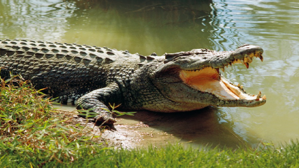 Saltwater Crocodile