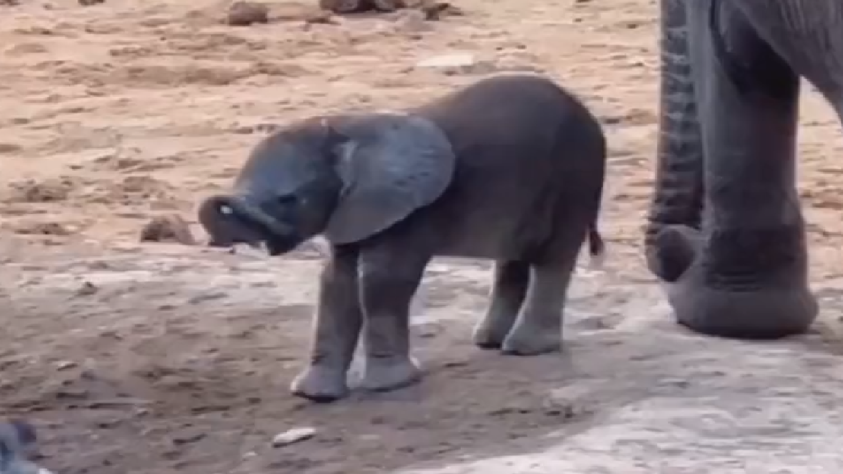 Viral Video Of Baby Elephant Discovering Its Trunk Is The Cutest Thing ...