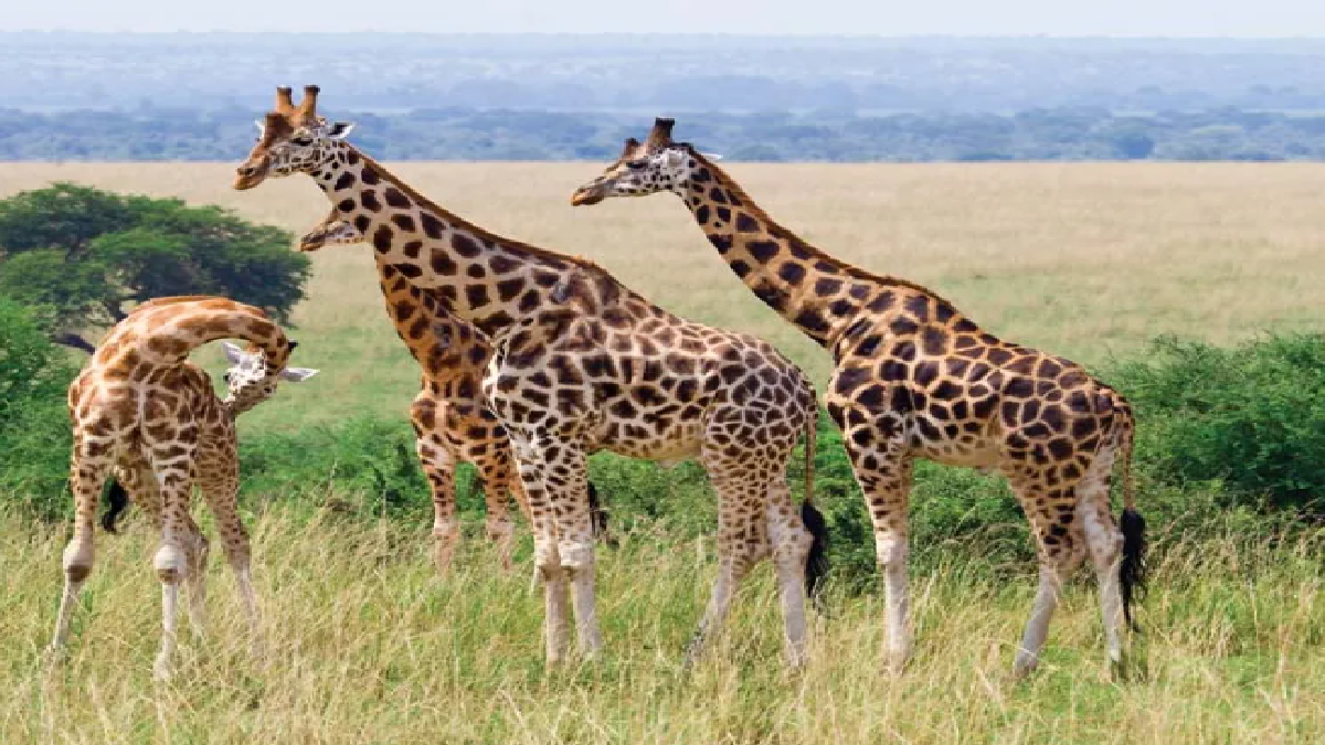 Giraffes