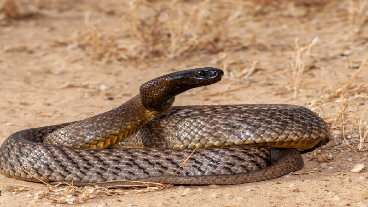 Top 10 Most Dangerous Reptiles In The World | Inland Taipan To ...