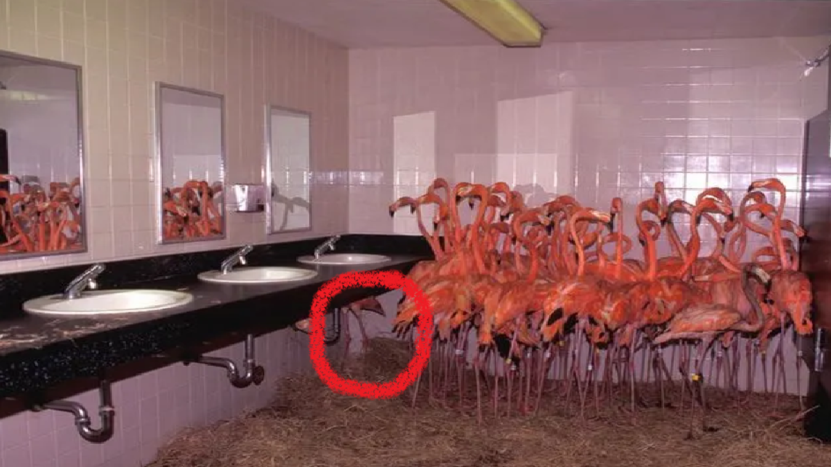 Optical Illusion: Can You Spot The Hidden Flamingo In Under 10 Seconds?