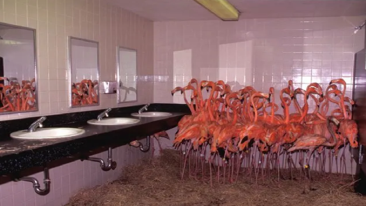 Can you spot the hidden flamingo in 30 seconds? (Source: Playbuss)