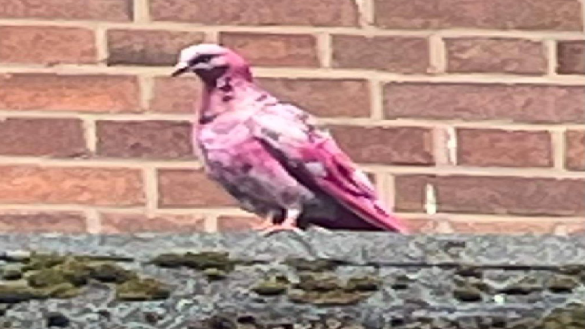 pink-pigeon-amazes-internet-netizens-assume-bird-as-part-of-gender-reveal-party-see-viral-pics