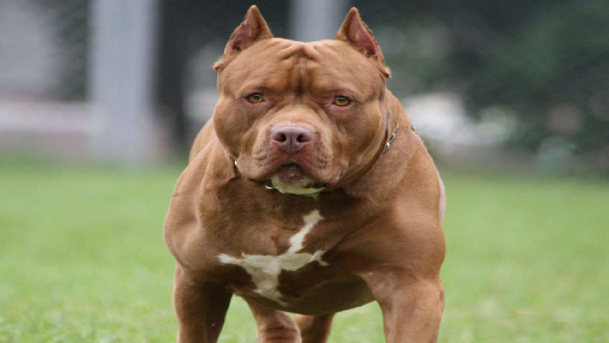 Top 10 Most Dangerous Dog Breeds In The World | Pit Bull, Rottweiler To ...