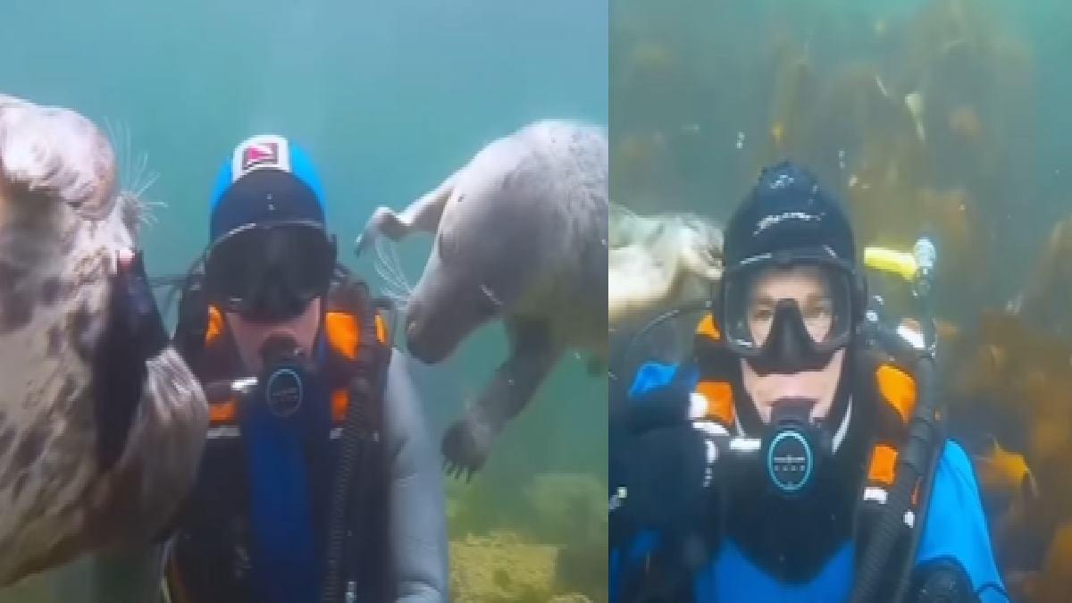 seals-mistake-sea-diver-as-drowning-man-viral-video-leaves-netizens-with-warm-hearts-watch
