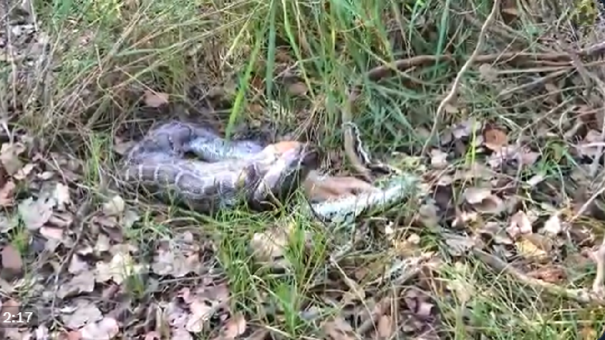 Viral Video: Python Swallows Whole Deer At Once; Leaves Netizens ...