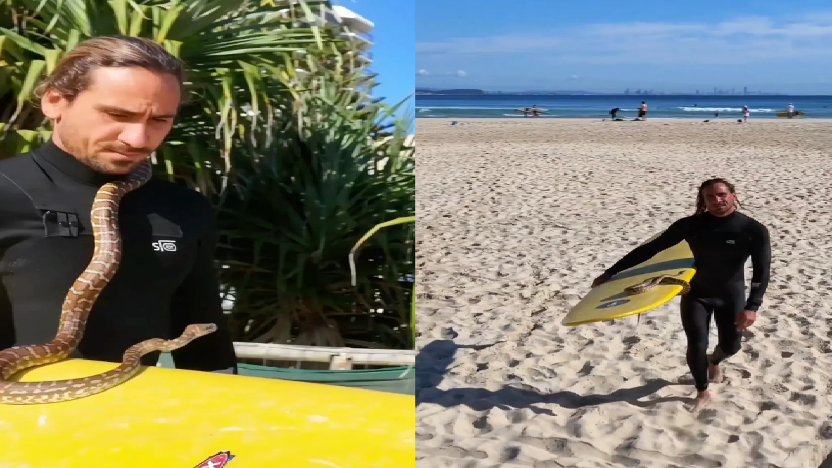 australian-man-goes-surfing-with-pet-carpet-python-fined-over-rs-1-lakh
