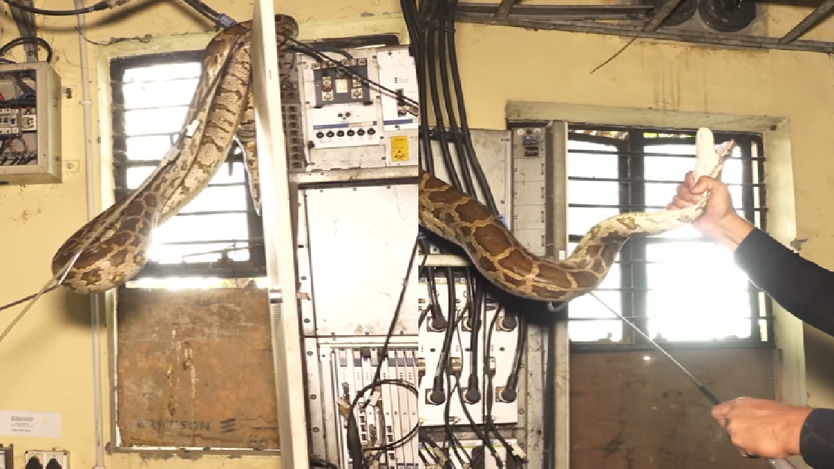 Two Huge Pythons Coiled Around Wires At Substation Give Goosebumps To ...