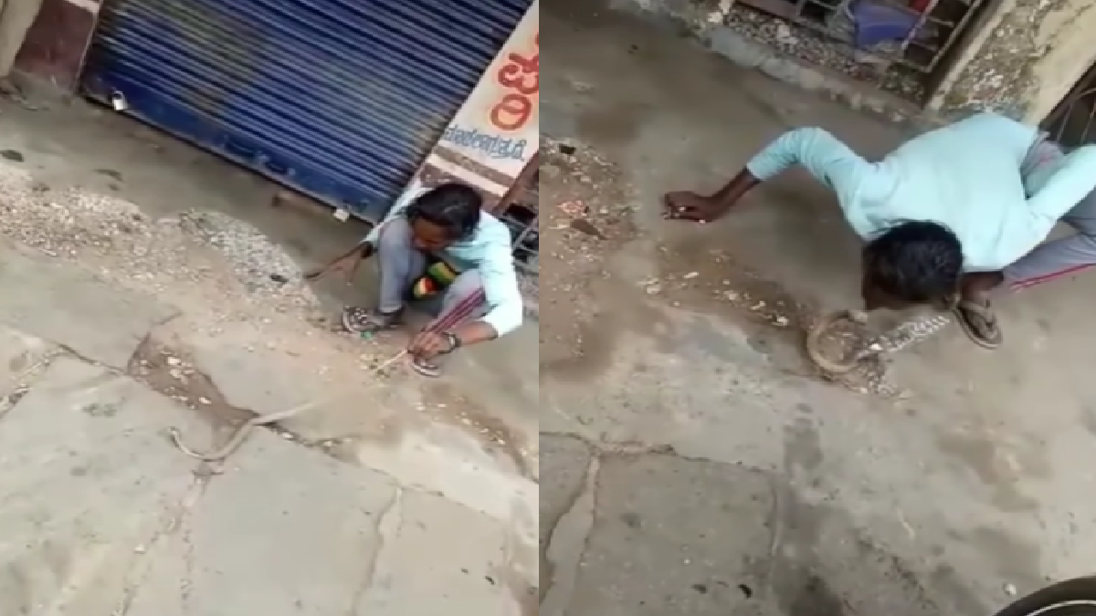 Mans Attempt To Kiss Cobra Fails Miserably What Happened Next Will Shock You Viral Video 4289