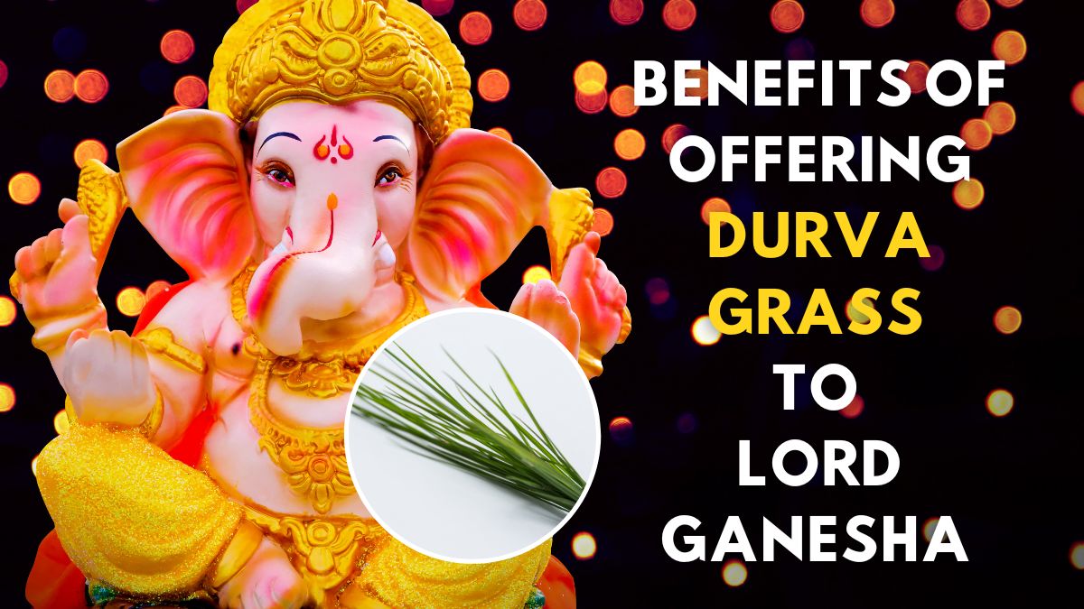 Ganesh Utsav 2023 Benefits Of Offering Durva Grass To Lord Ganesha To