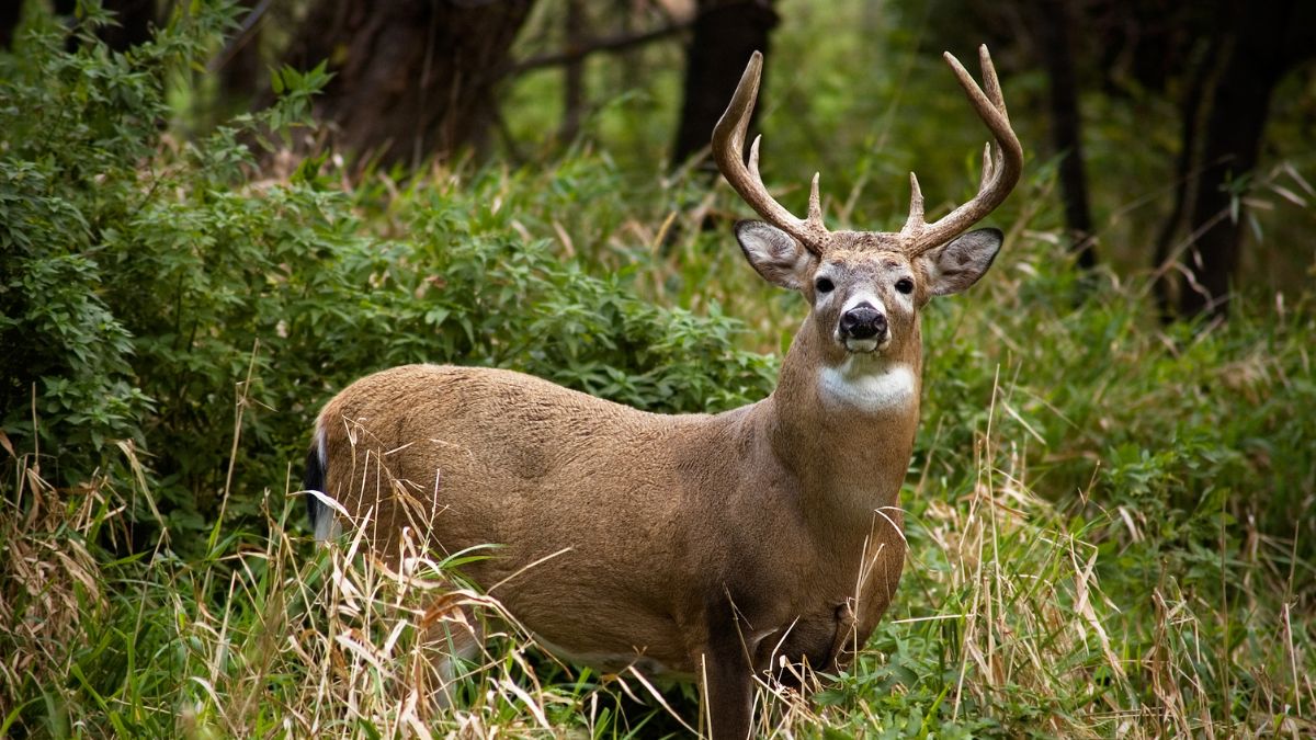rohtas-news-two-smugglers-arrested-for-killing-black-buck-in-bihar