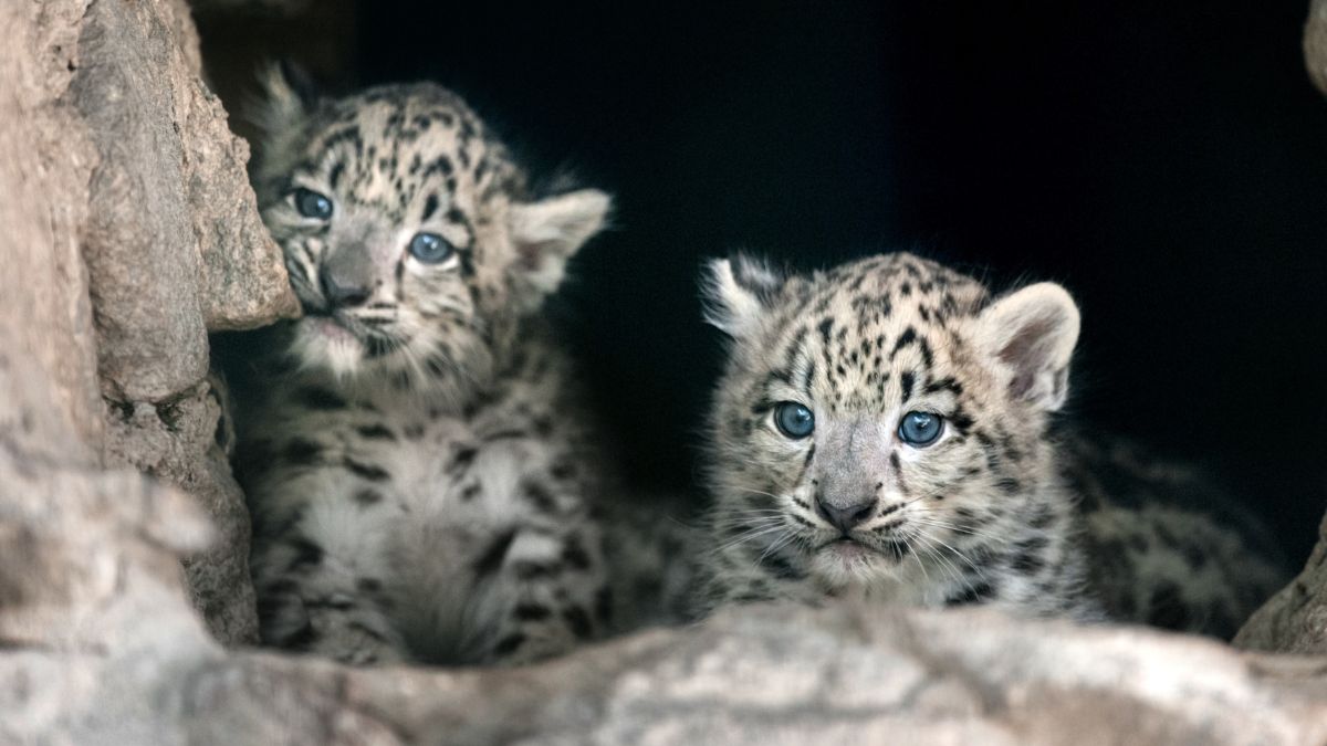 Seven Leopard Cubs At Bengaluru National Park Die Of Highly Contagious ...