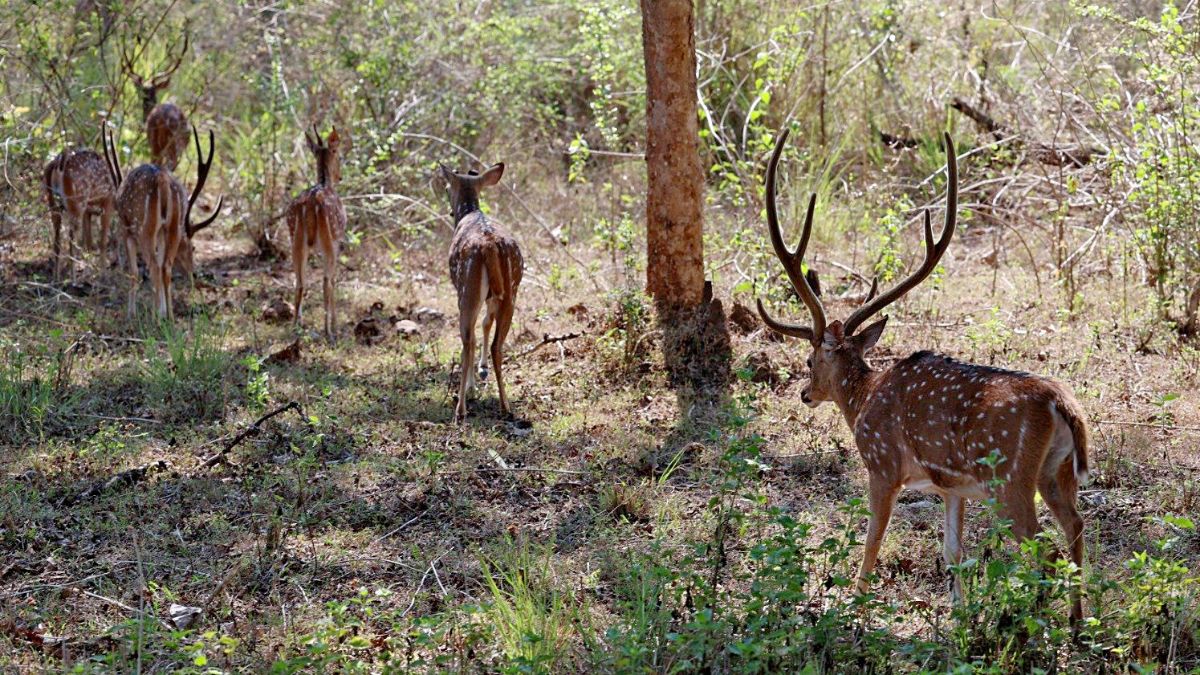 16 deer die at Bengaluru Biological Park, Zoos To Be On High Alert