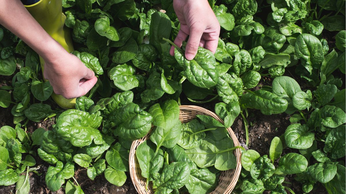 5 Health Advantages Of Adding Spinach To Your Diet Regularly