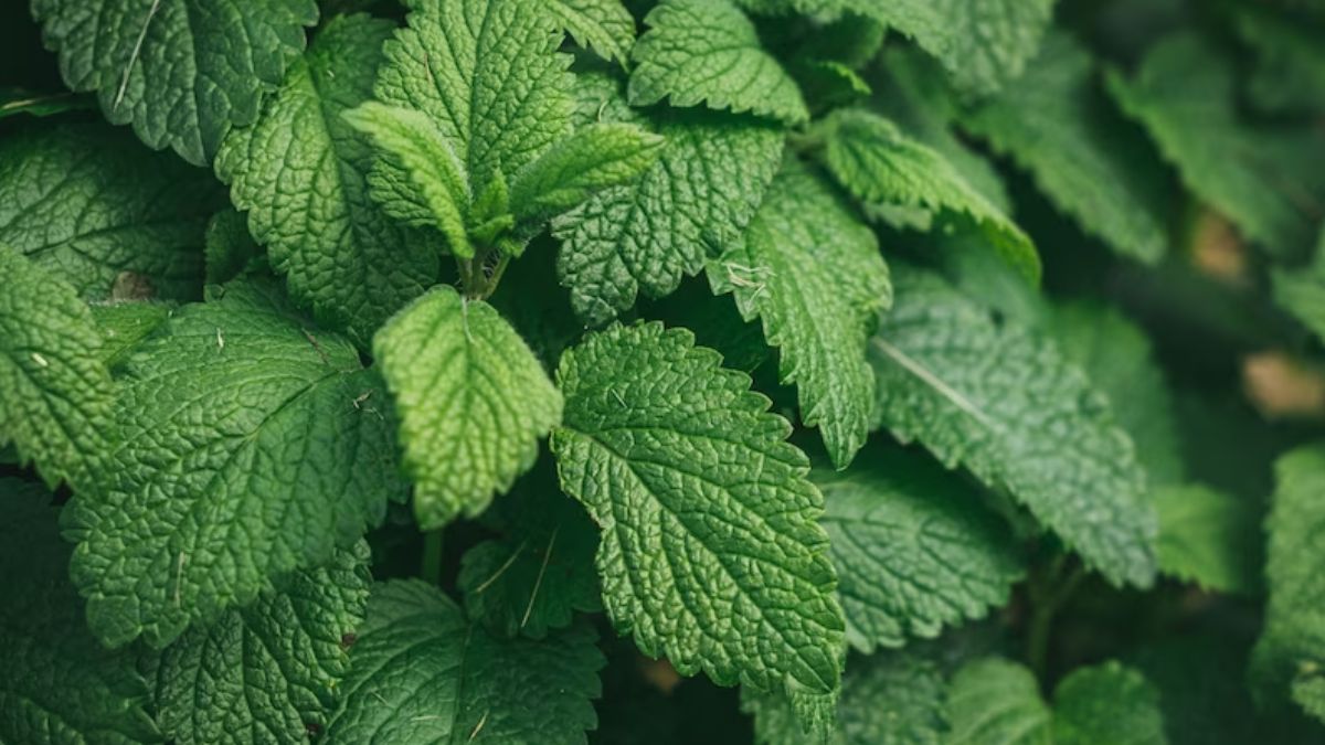 Mint leaves - Health Benefits, Uses and Important Facts - PotsandPans India