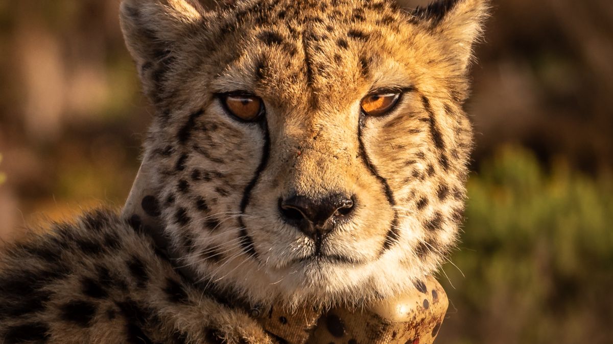 Cheetahs To Be Imported From South Africa Under Project Cheetah 2.0 