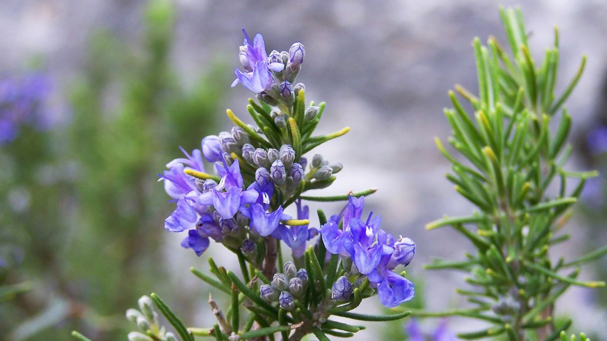 Rosemary For Hair Growth 5 Amazing Benefits Of Using This Herb For