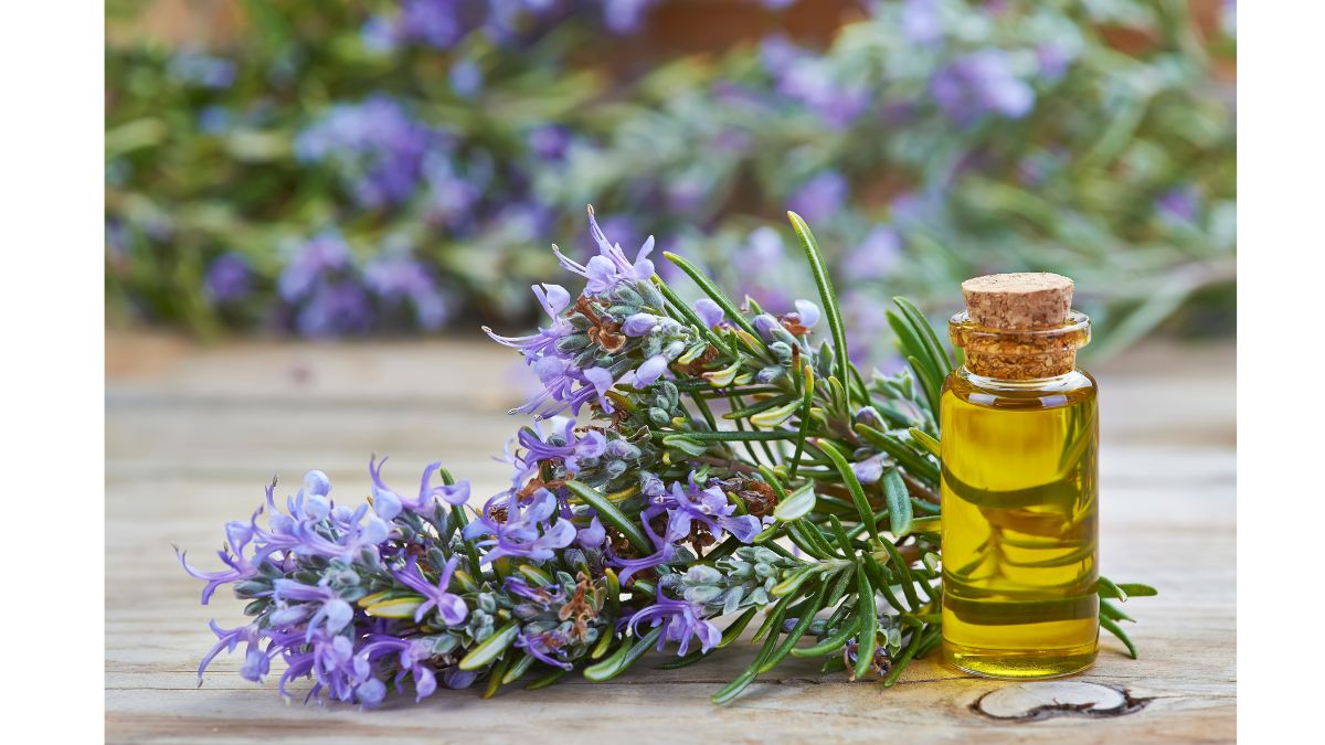 Rosemary For Hair Growth 5 Amazing Benefits Of Using This Herb For   Rosemary For Haircare1695531250700 