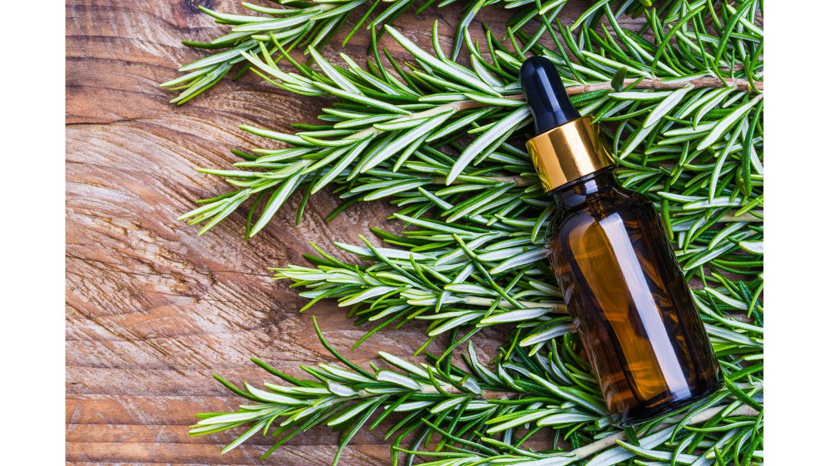 Rosemary For Hair Growth 5 Amazing Benefits Of Using This Herb For Your Haircare 9231