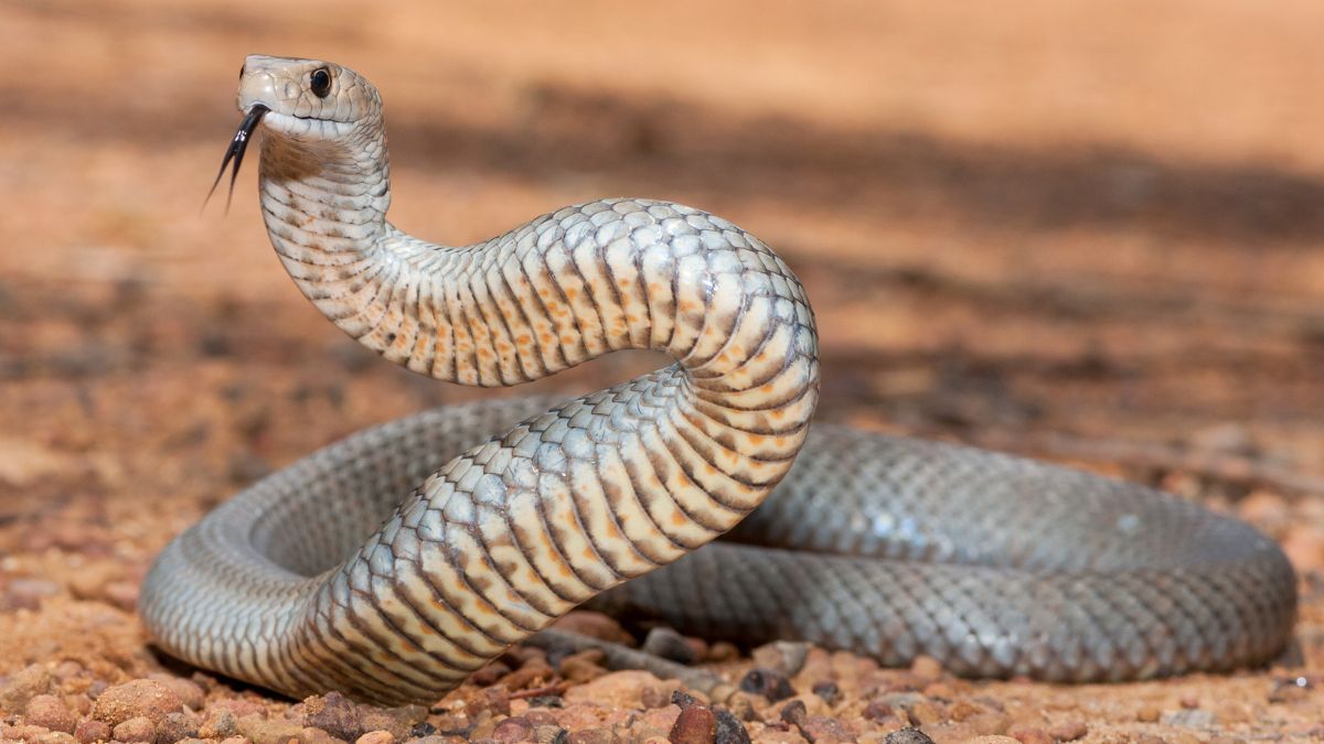 Snakes In Dream What It Means When You See A Snake In Dream According