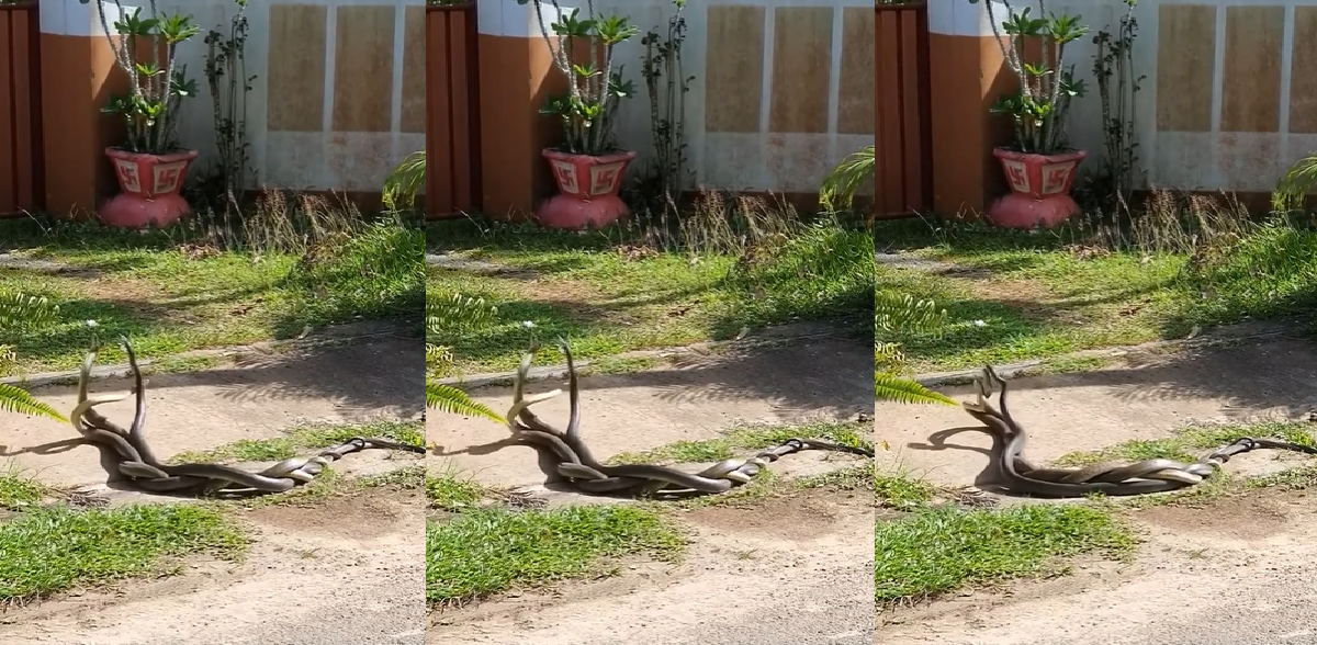 viral-video-of-snakes-dancing-and-getting-tangled-confuses-internet-netizens-claim-tandav-ho-rha-hai