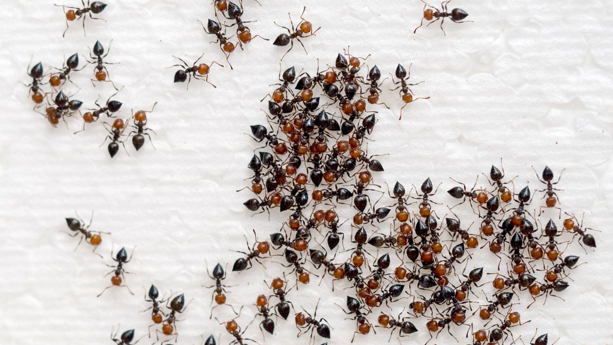 7 Spiritual Meanings Of Ants In Your House Are They Lucky Or Unlucky