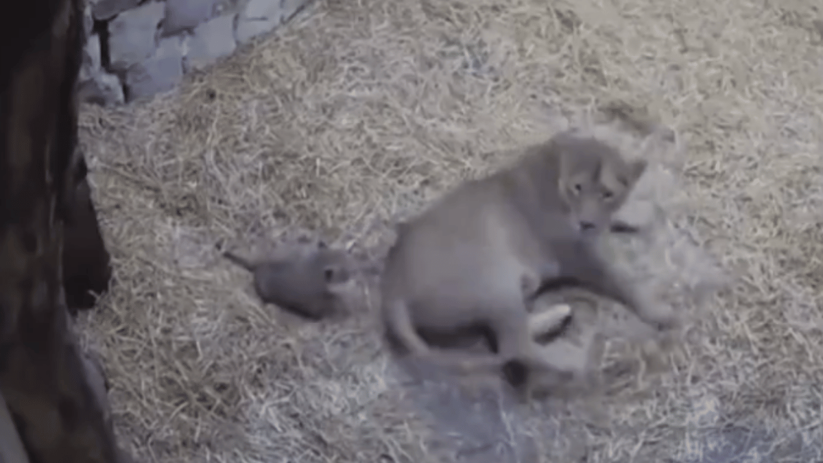 viral-video-baby-lion-adorable-attempt-to-scare-mother-is-too-cute-to-miss