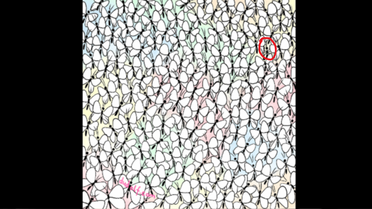 Spot the ant in under 10 seconds. (Source: DUDOLFSOLUTIONS)