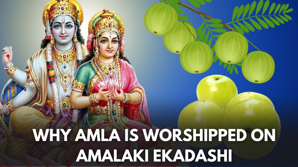 Amla Ekadashi 2024 Why Sacred Amla Tree Is Worshipped On This Ekadashi