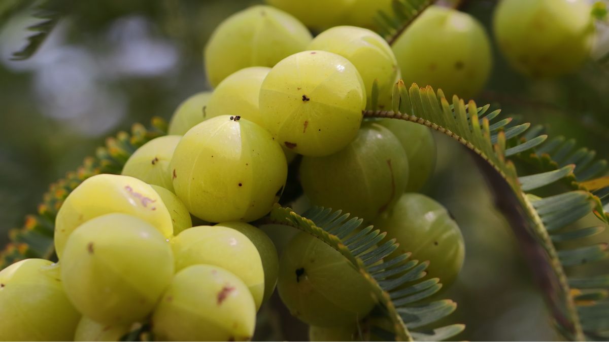 Amla Ekadashi 2024: Why Sacred Amla Tree Is Worshipped On This Ekadashi ...