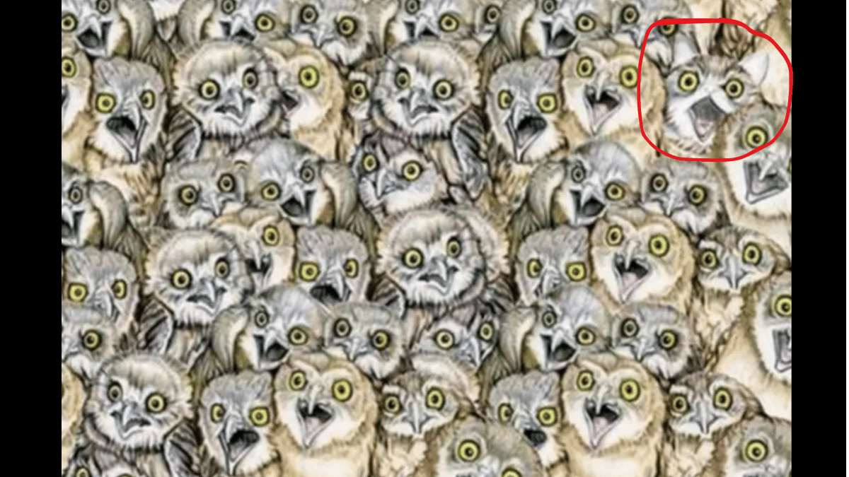 Spot the odd-one-out animal in under 10 seconds. (Source: PINTEREST)