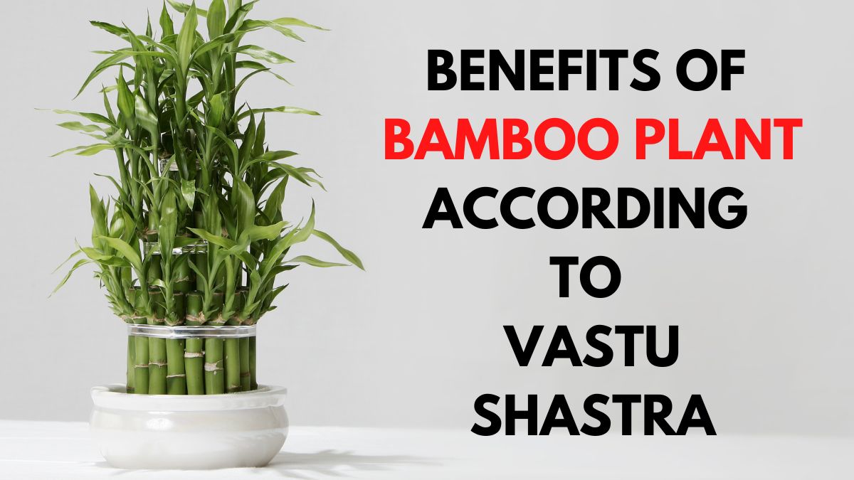 Benefits And Significance Of Having Bamboo Pant In Home As Per Vastu To