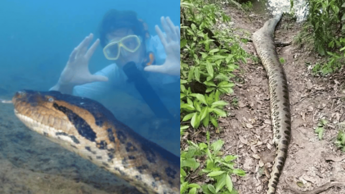 Largest Green Anaconda Ana Julia Dies; Possible Gunshot Speculation ...