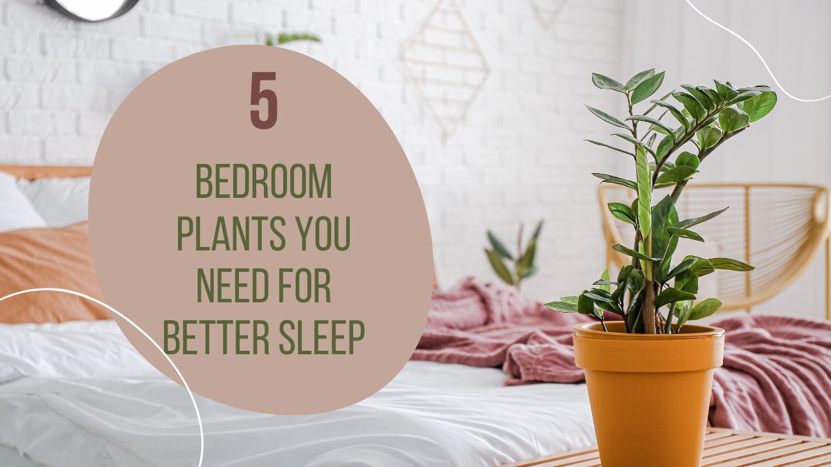 Keep These 5 Plants In Your Bedroom For Better Sleep