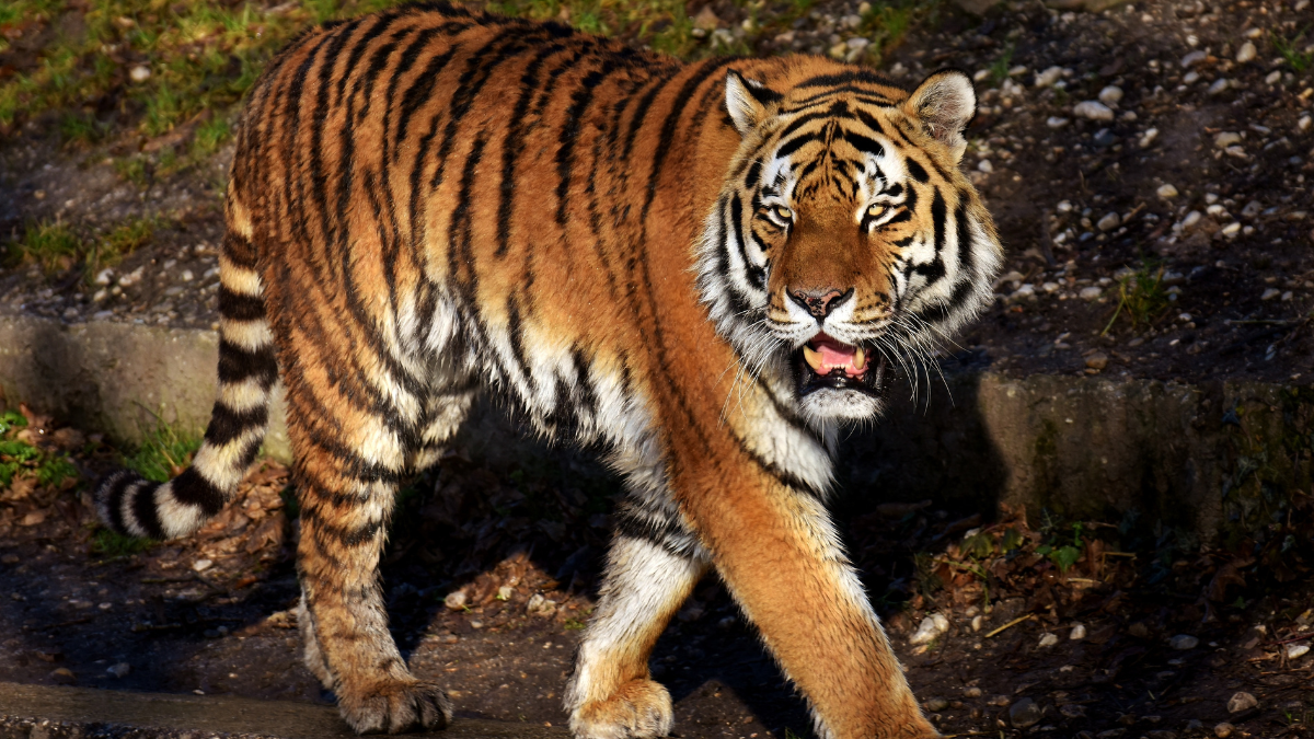 Ramnagar: Tiger Kills 42-Year-Old Man After Attack, Drags Body For 100 ...