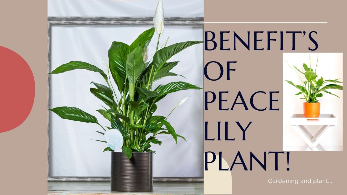 5-reasons-to-incorporate-a-peace-lily-indoor-plant-in-your-living-room