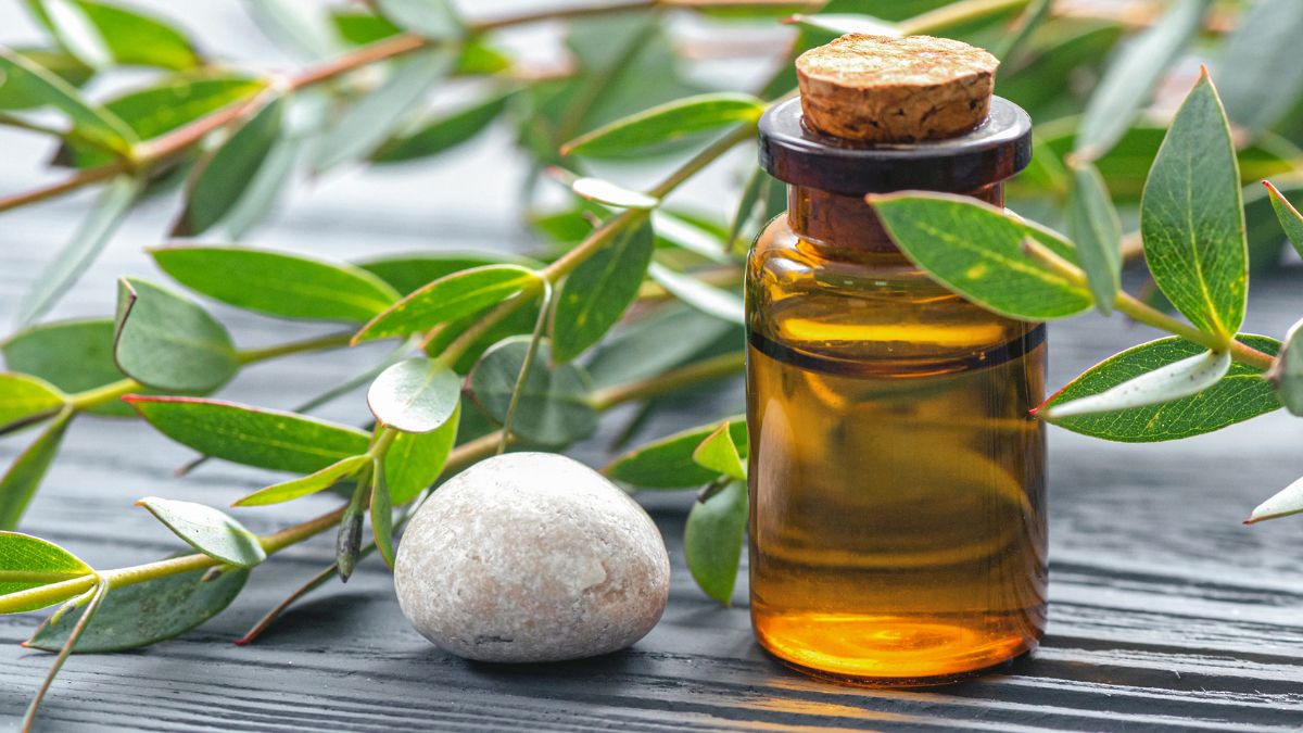 5 Reasons To Use Eucalyptus Oil For Good Health; Sore Throat And ...