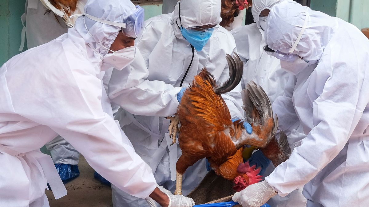 Kerala Bird Flu Outbreak: Insights Into H5N1, Symptoms, Treatment And ...