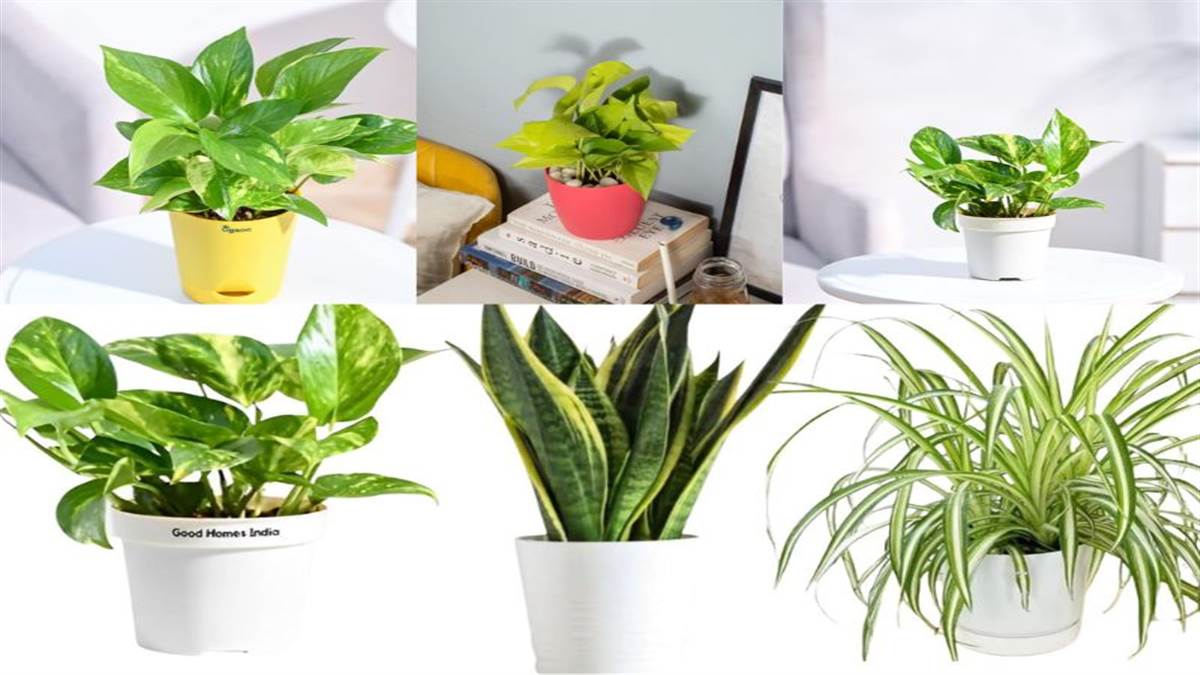 Best Money Plants For Home Cultivate Wealth, Prosperity, And Abundance