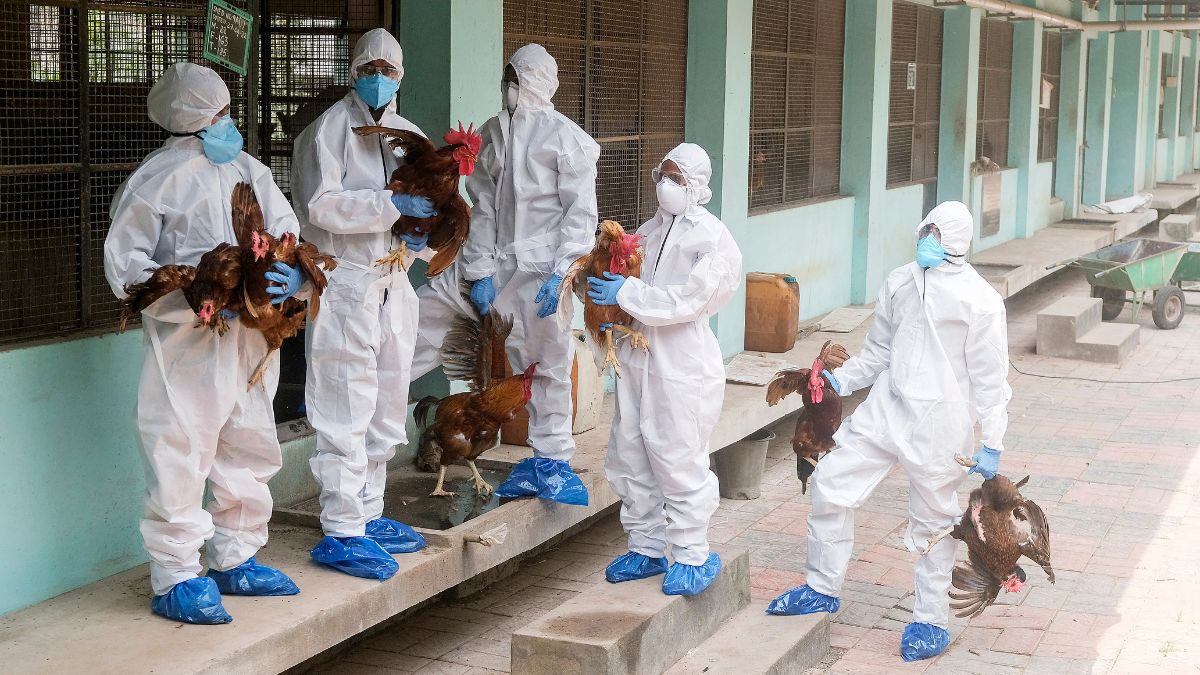 Bird Flu News: Jharkhand On Alert After Avian Flu Outbreak In Ranchi's ...