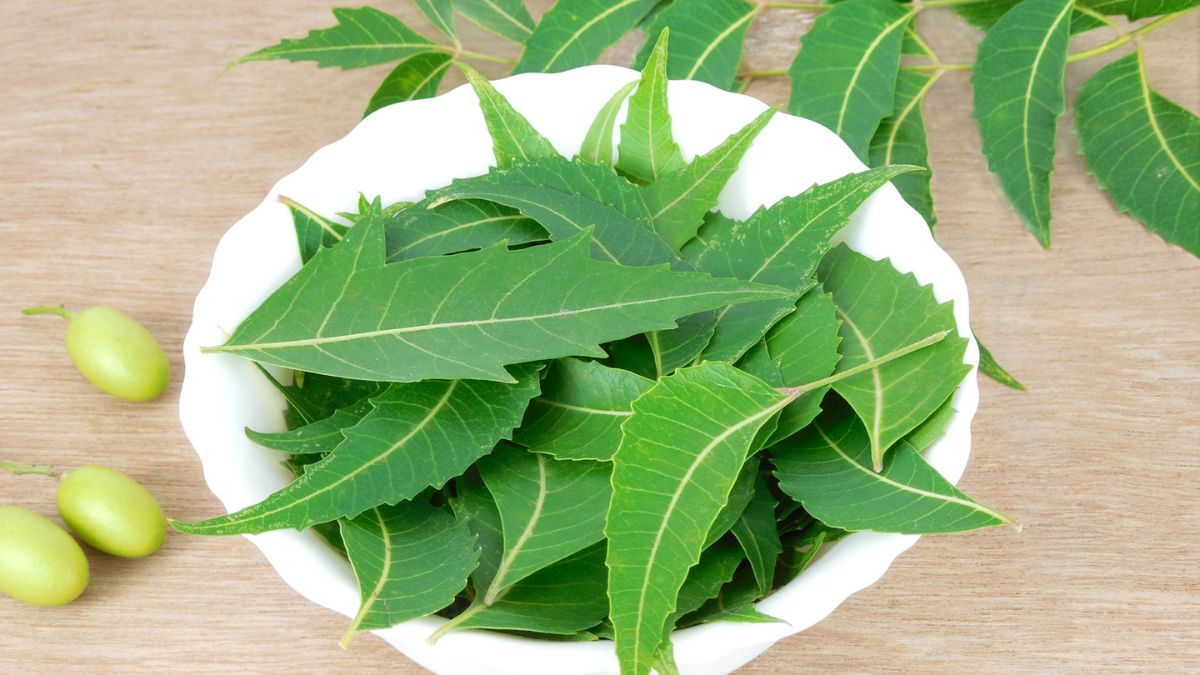 Why Is It Recommended To Consume A Neem Leaf Daily? Doctor Explains