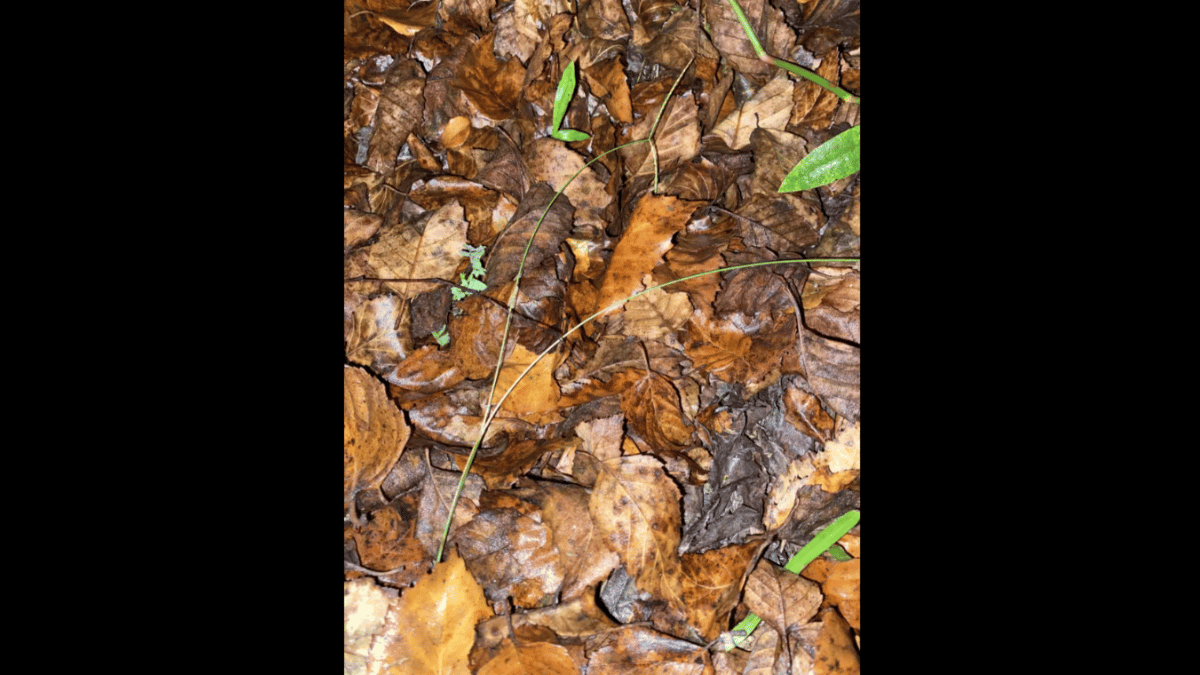 Spot The Frog Amid Leaves In Under 6 Seconds | Optical Illusion